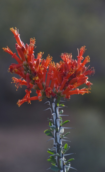 ocotillo blooms closeup